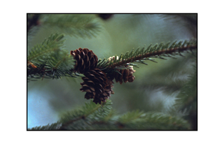 Christmas Pine Cones