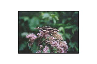 Butterfly on pink flowers