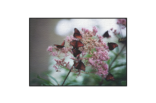 Butterflies on pink flowers