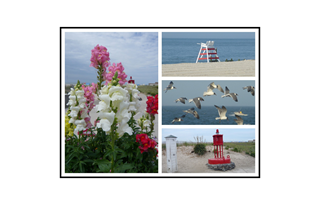 Cape May, Foxglove flowers, Lifeguard Bench, Seagulls, Buoy Collage