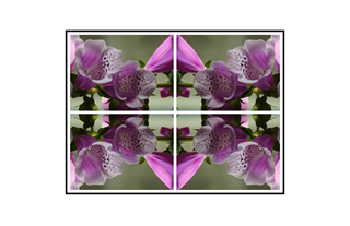 Foxglove Collage