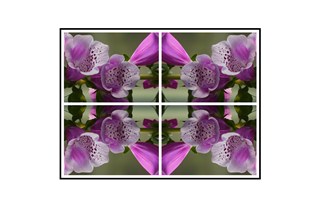 Foxglove Collage