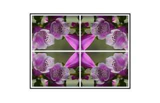 Foxglove Collage