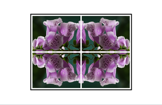 Foxglove Collage