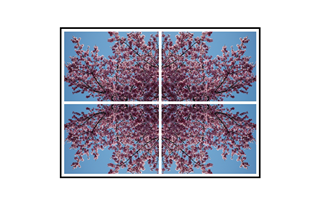 Symmetric Cherry Blossoms