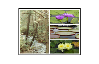 Stream, Lotus flowers  and Lily Pads Collage