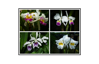 Longwood Gardens Unusual Flower Collage