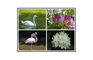 White Swan, Pink Rhododendron Buds, Flamingo and White Rhododendron