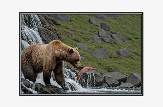 Alaskan bear by waterfall with jumping salmon