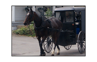 Amish Horse and Carriage