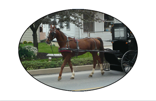 Amish Horse and Carriage