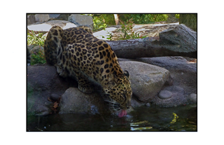 amur leopard by water hole