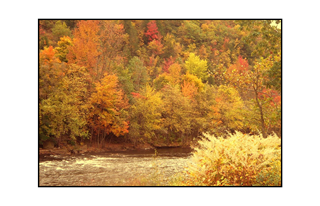 Autumn with blazing Bush