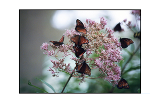 Butterflies on Purple Flowers