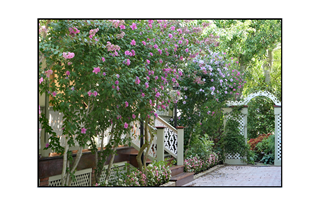 Cape May Victorian flowered driveway