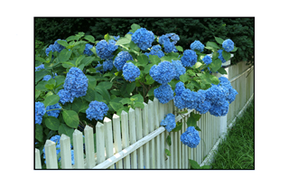 blue hydrangeas on white fence