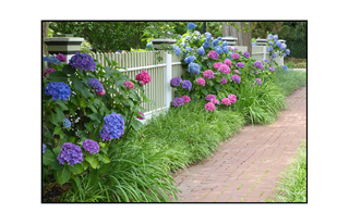 colorful hydrangea walkway