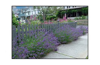 lavender walk