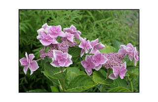 light pink flowers