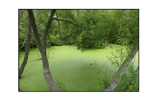 luminiscent pond