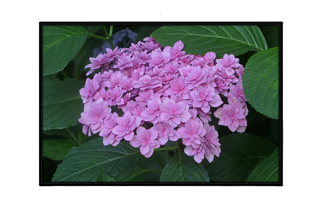 mini leaf hydrangea flower petals