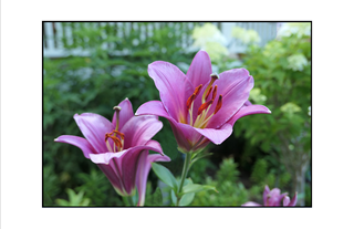  pink purple lilies