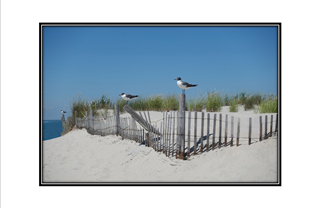 sand dunes with three seagulls