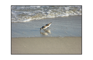 sandpipers walking along the beach