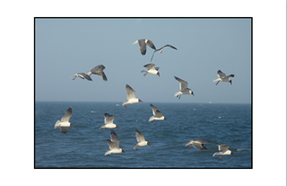 seagulls in flight 