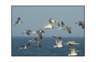 seagulls in flight with boat in background