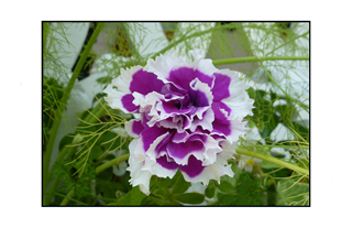 white flower with purple center