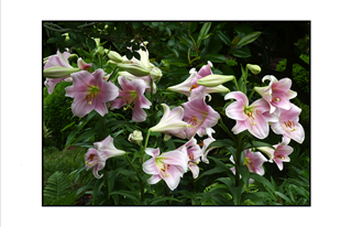 white lilies with pink center