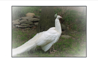 white peacock