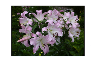 white pink lilies