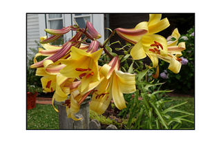 yellow lilies