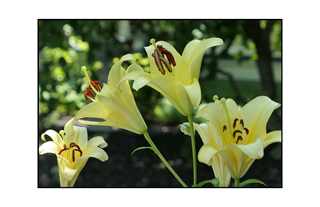 yellow lilies