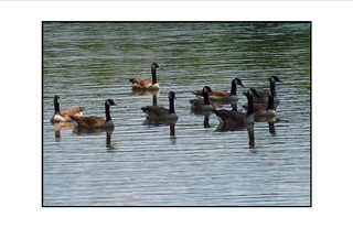 geese on lake