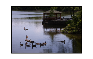 geese on lake with gazebo background