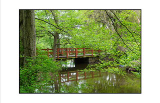 reflecting bridge with blue jay