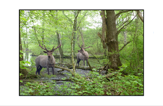 white antlered deer in wooded area