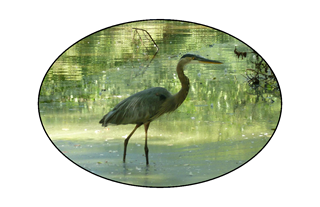 Blue Heron