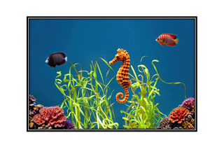 Coney Island aquariam with seahorse, peppermint angelfish and imperato angelfish