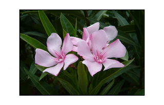 pink flowers