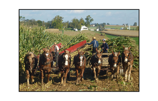 Amish Harvest using team of horses