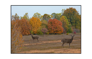 autumn meadows with deer