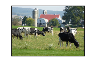 Cows in Pasture