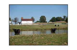 farm view with Lancaster cows wading in a pond