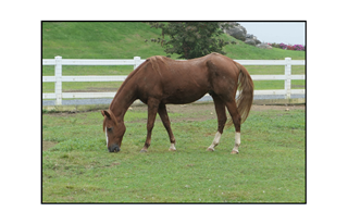 Lancaster grazing horse