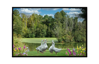 lake with flowers and ducks