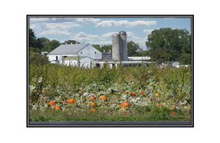 Lancaster pumpkin patch